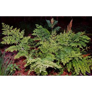 Osmunda regalis - Királyharaszt