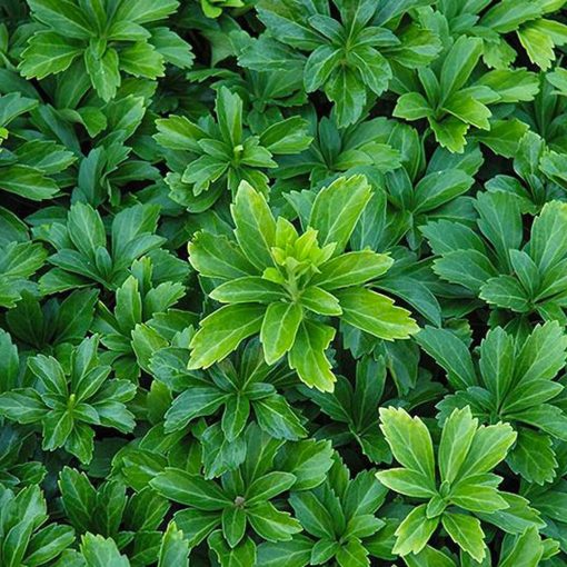 Pachysandra terminalis Green Sheen - Japán kövérke