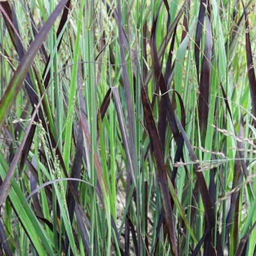 Panicum virgatum Blue Darkness JS - Vesszős köles