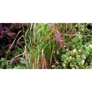 Panicum virgatum Cardinal - Vesszős köles