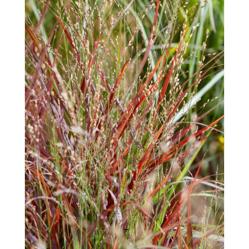 Panicum virgatum Hot Rod - Vesszős köles