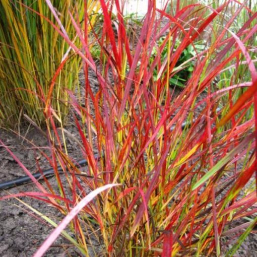 Panicum virgatum Kurt Bluemel - Vesszős köles