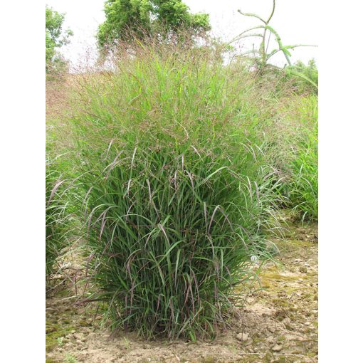 Panicum virgatum Prairie Sky - Vesszős köles