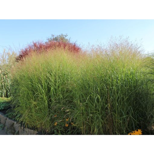 Panicum virgatum Strictum - Vesszős köles