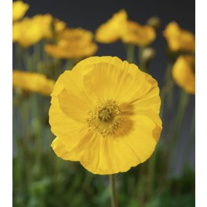 Papaver nudicaule Pop-up Yellow - Izlandi díszmák