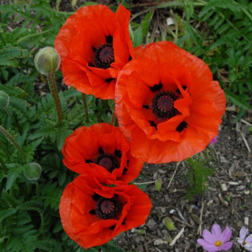 Papaver orientale Allegro - Keleti mák