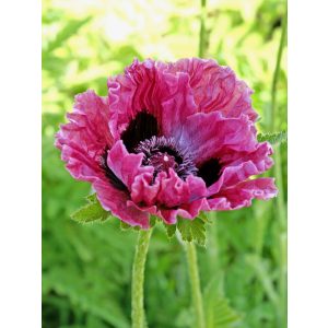 Papaver orientale Central Park - Keleti mák