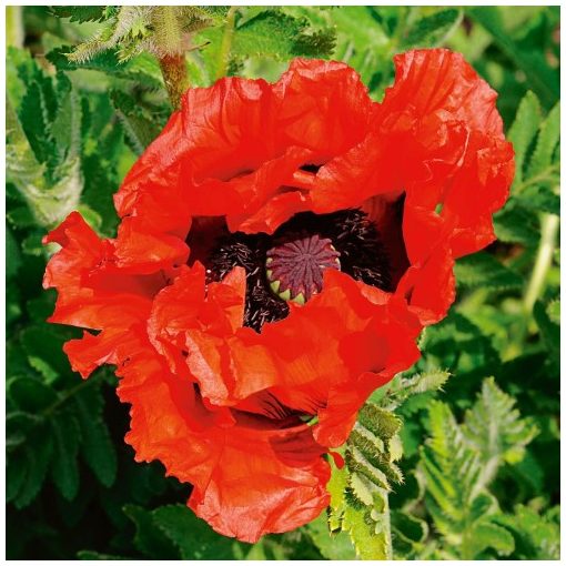 Papaver orientale Doubloons - Keleti mák