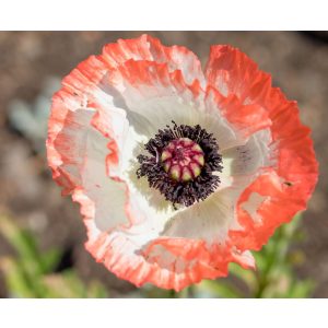 Papaver orientale Picotee - Keleti mák