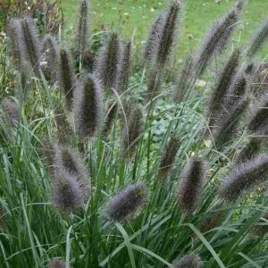 Pennisetum alopecuroides Black Beauty - Évelő tollborzfű