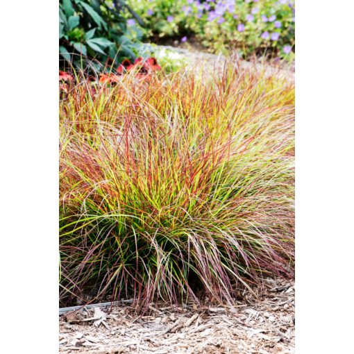 Pennisetum alopecuroides Burgundy Bunny - Évelő tollborzfű