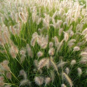 Pennisetum alopecuroides Goldstrich - Évelő tollborzfű