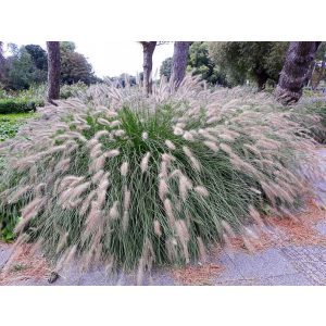 Pennisetum alopecuroides Hameln - Évelő tollborzfű