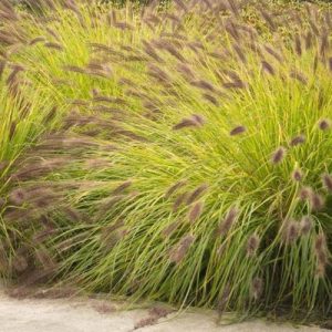 Pennisetum alopecuroides Hameln Gold - Évelő tollborzfű