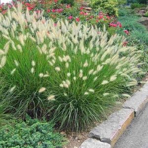 Pennisetum alopecuroides Little Bunny - Évelő tollborzfű