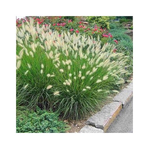 Pennisetum alopecuroides Little Bunny - Évelő tollborzfű