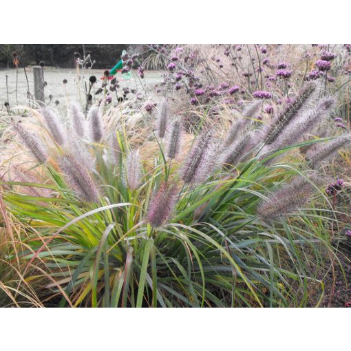 Pennisetum alopecuroides Moudry - Évelő tollborzfű