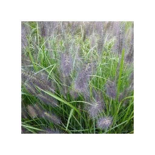 Pennisetum alopecuroides National Arboretum - Évelő tollborzfű