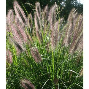 Pennisetum alopecuroides Peppa Pig - Évelő tollborzfű