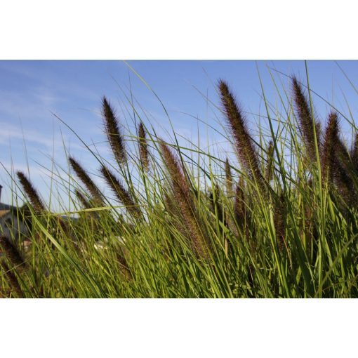 Pennisetum alopecuroides Kims Nightmare - Évelő tollborzfű