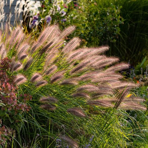 Pennisetum alopecuroides - Évelő tollborzfű