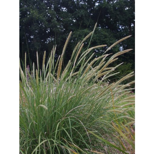 Pennisetum macrourum - Tollborzfű