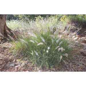 Pennisetum orientale - Keleti tollborzfű