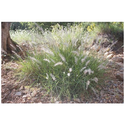 Pennisetum orientale - Keleti tollborzfű