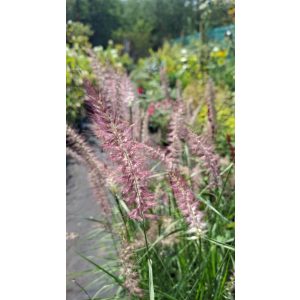 Pennisetum orientale Flamingo - Keleti tollborzfű