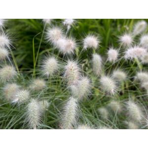 Pennisetum villosum - Tollborzfű