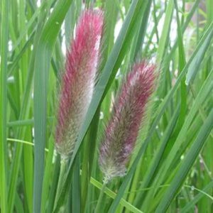 Pennisetum x advena Red Bunny Tails - Tollborzfű