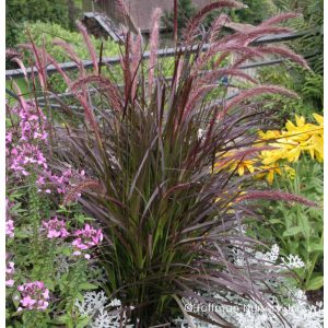 Pennisetum x advena Rubrum - Tollborzfű