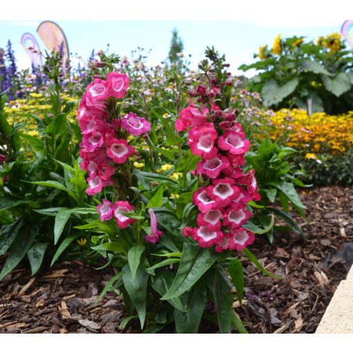 Penstemon hartwegii Polaris Magenta - Bugatölcsér