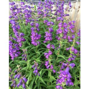 Penstemon Purple Passion - Bugatölcsér