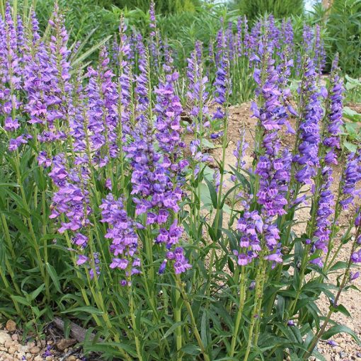 Penstemon strictus - Bugatölcsér