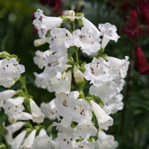 Penstemon White Bedder - Bugatölcsér