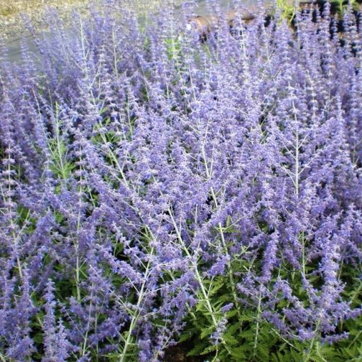 Perovskia atriplicifolia Little Spire - Sudárzsálya