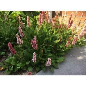 Persicaria affinis Kabouter - Örökzöld keserűfű