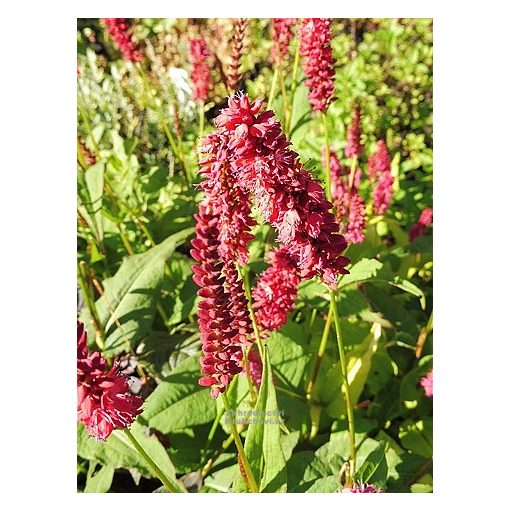 Persicaria amplexicaulis Dark Red - Keserűfű