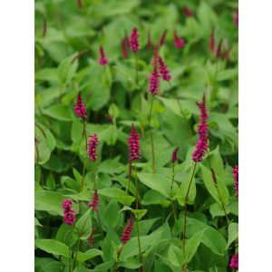 Persicaria amplexicaulis Inverleith - Keserűfű