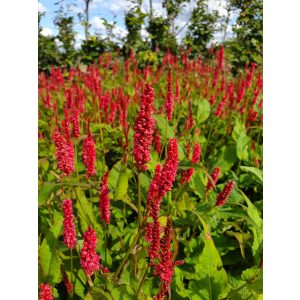 Persicaria amplexicaulis J.S. Delgado Macho - Keserűfű