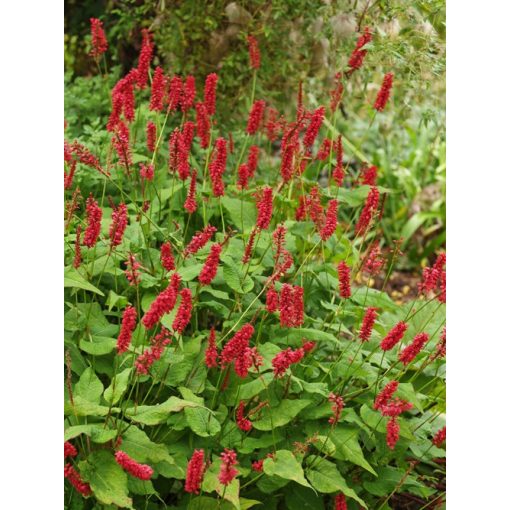 Persicaria amplexicaulis JS Caliente - Keserűfű