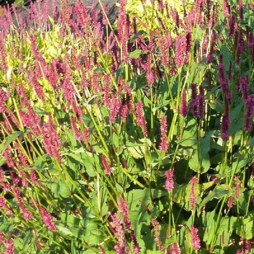 Persicaria amplexicaulis JS Delgado - Keserűfű