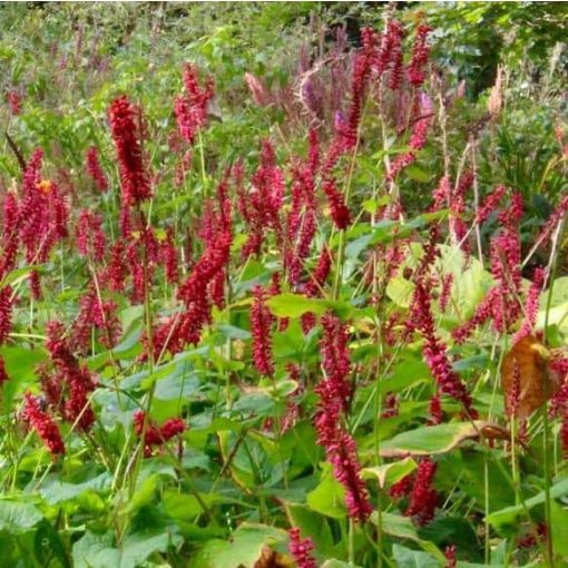 Persicaria amplexicaulis Red Baron - Keserűfű