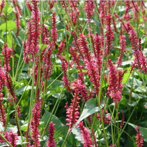 Persicaria amplexicaulis Seven Oaks Village - Keserűfű