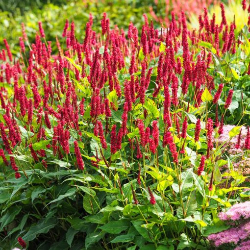 Persicaria amplexicaulis Vesuvius - Keserűfű