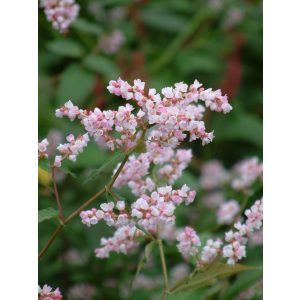 Persicaria campanulata - Keserűfű