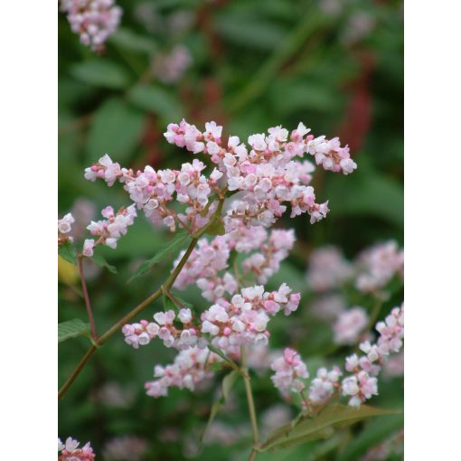 Persicaria campanulata - Keserűfű