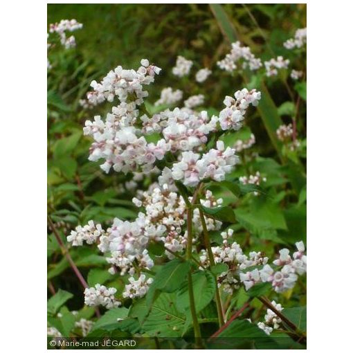 Persicaria campanulata Alba - Keserűfű