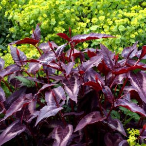 Persicaria microcephala Night Dragon - Keserűfű